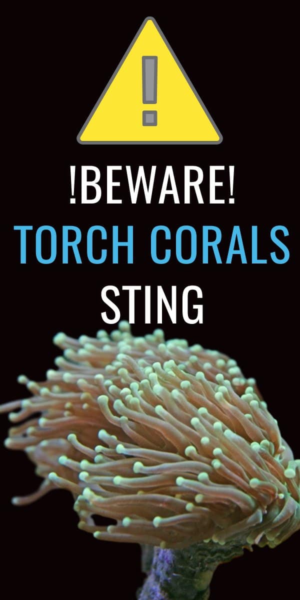 BEWARE: Torch Corals Sting!