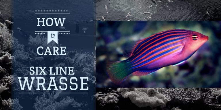 Six line Wrasse | How To Care for Six Line Wrasse