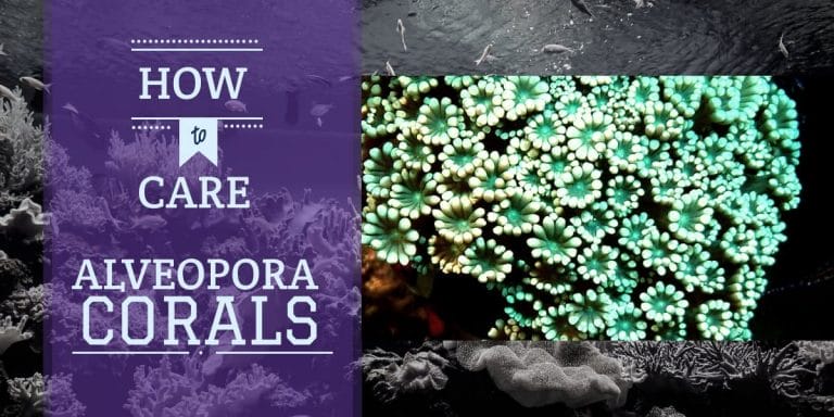 Alveopora Corals | How to Care for Alveopora