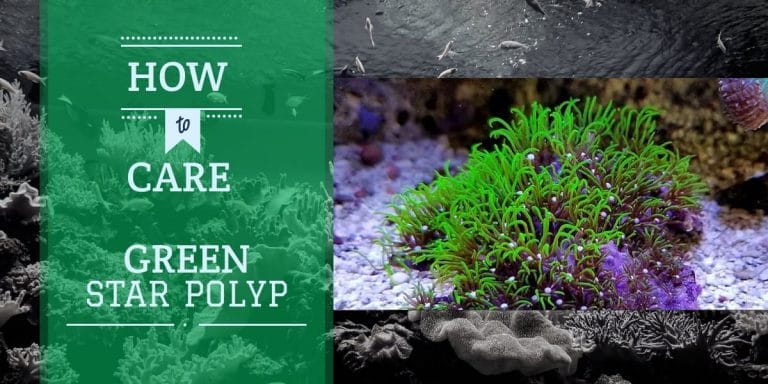 Green Star Polyps Coral | Care Guide