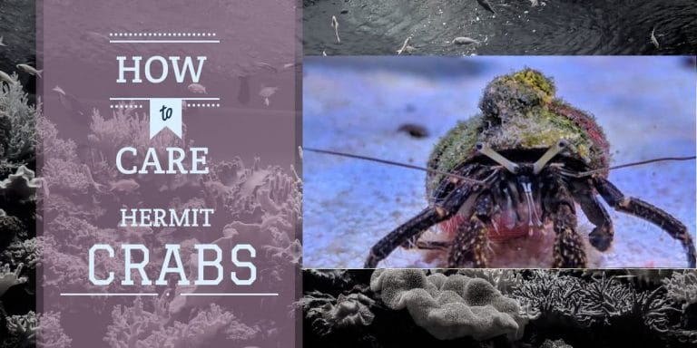 Hermit Crabs in Marine Tanks | Care Guide