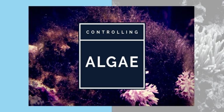How to Control Algae in your Marine Aquarium