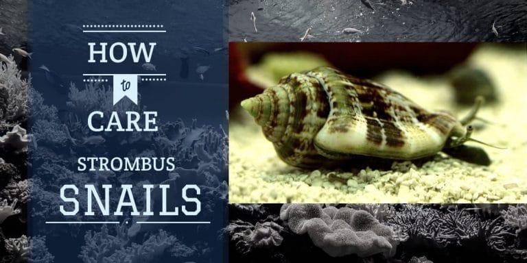 Stombus Snails or Fighting Conch | Care Guide