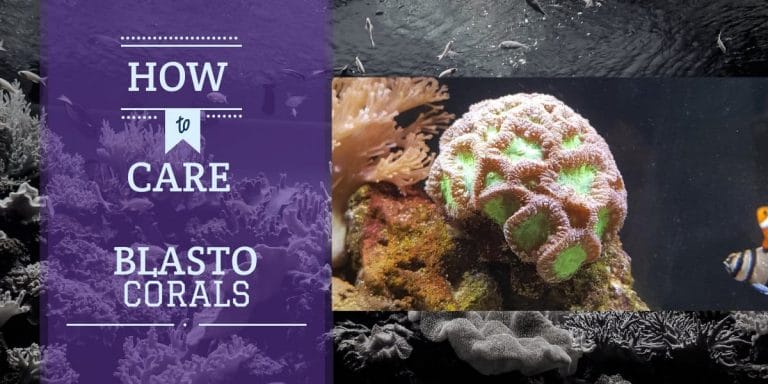 Blastomussa Coral | Complete Care Guide