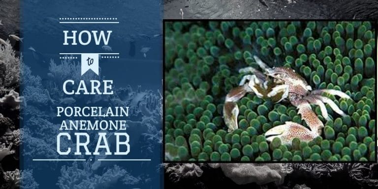 Porcelain Anemone Crabs | Care Guide